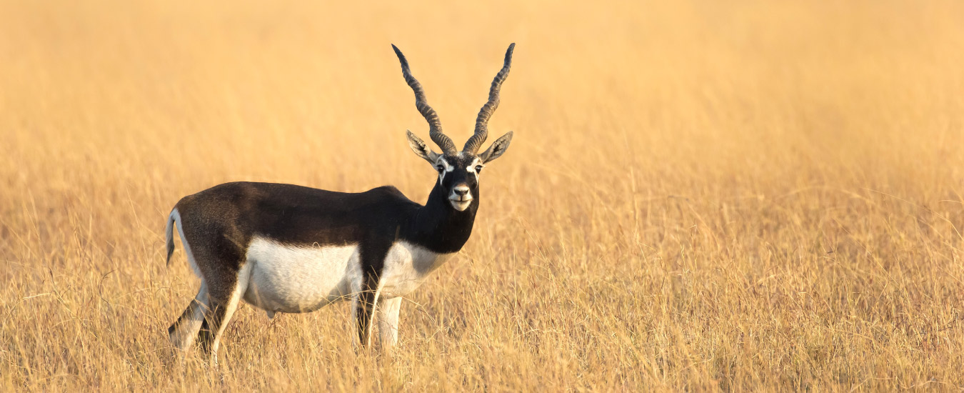 Blackbuck National Park at Velavadar
